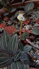 Ludisia discolor