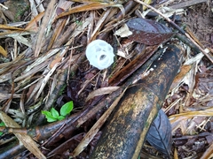 Staheliomyces cinctus