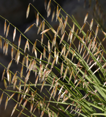 Melica stricta