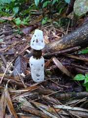 Staheliomyces cinctus