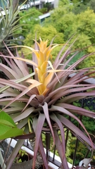 Tillandsia capitata