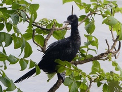 Microcarbo niger