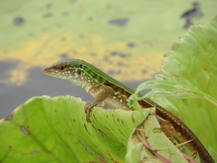 Kentropyx altamazonica