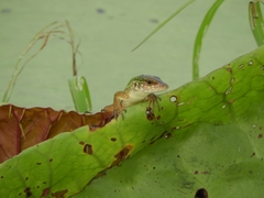 Kentropyx altamazonica