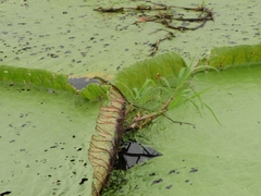 Kentropyx altamazonica