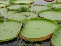 Kentropyx altamazonica