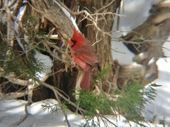 Cardinalis cardinalis