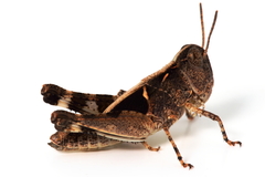 Austroicetes