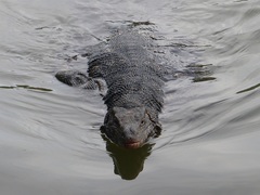 Varanus salvator salvator