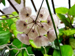 Hoya campanulata