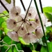 Hoya campanulata - Photo (c) CheongWeei Gan,  זכויות יוצרים חלקיות (CC BY-NC), הועלה על ידי CheongWeei Gan