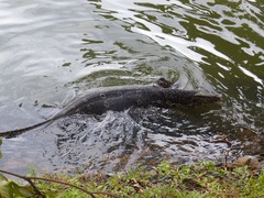 Varanus salvator salvator
