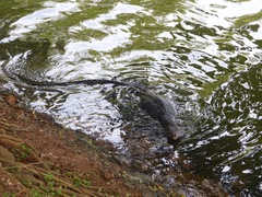 Varanus salvator salvator