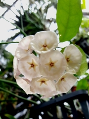 Hoya campanulata