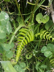 Deparia