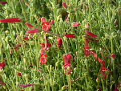 Gambelia juncea