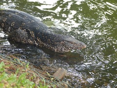 Varanus salvator salvator