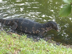 Varanus salvator salvator