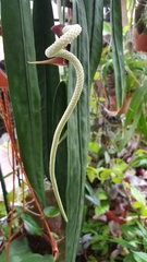 Anthurium wendlingeri
