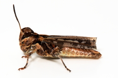 Austroicetes