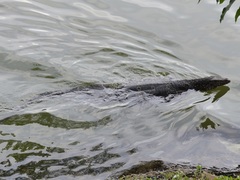 Varanus salvator salvator
