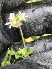 Pelargonium inodorum