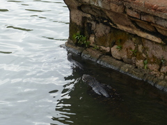 Varanus salvator salvator