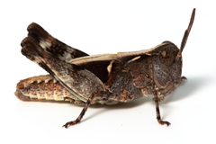 Austroicetes