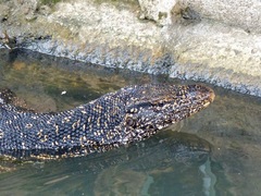 Varanus salvator salvator