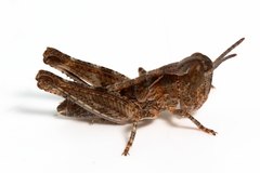 Austroicetes