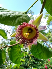 Passiflora palenquensis