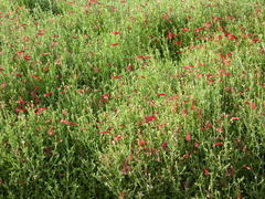 Gambelia juncea