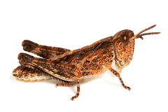 Austroicetes