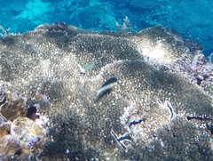 Anampses neoguinaicus