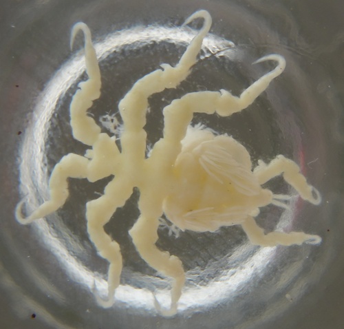 Cyamus Ovalis Southern Right Whale Parasite Tony Wu