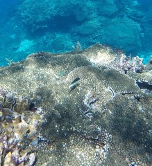 Anampses neoguinaicus