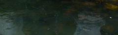 Oreochromis