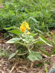 Ibicella lutea