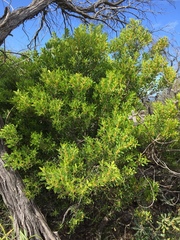 Persoonia lanceolata