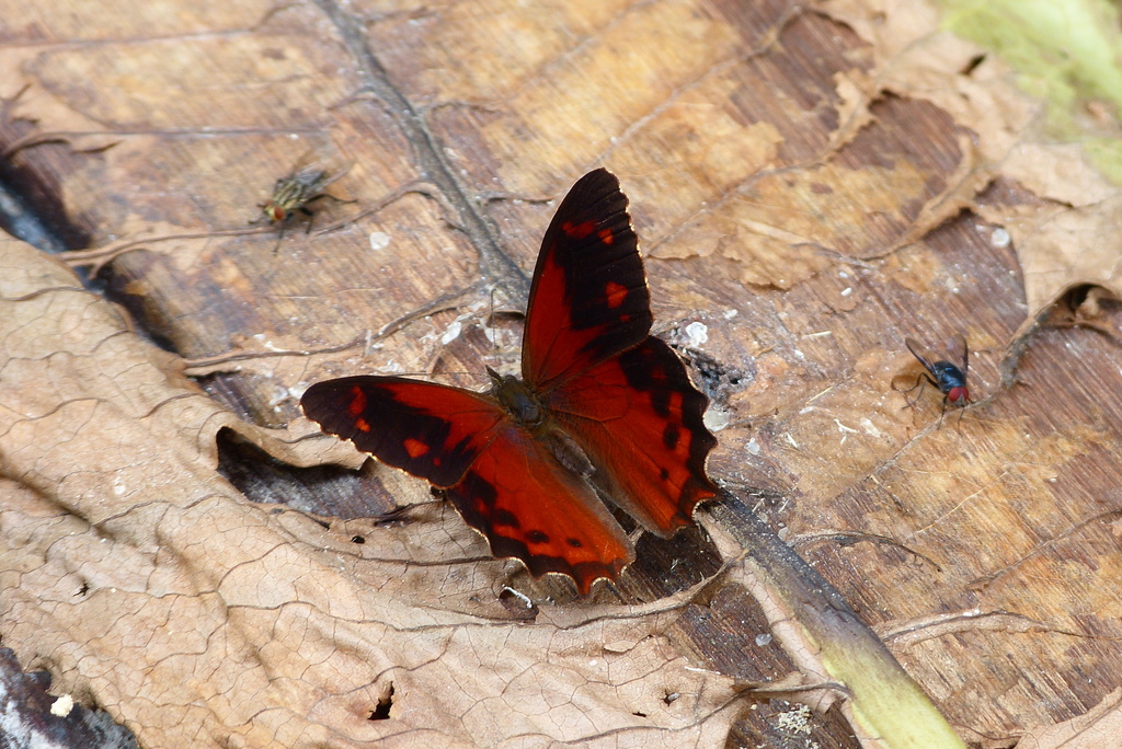 Lasiophila