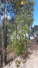 Quercus viminea