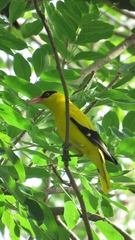 Oriolus chinensis