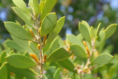 Persoonia lanceolata