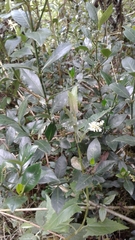 Palicourea boqueronensis