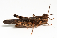 Austroicetes