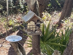 Spizella passerina passerina