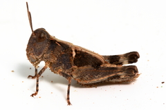 Austroicetes