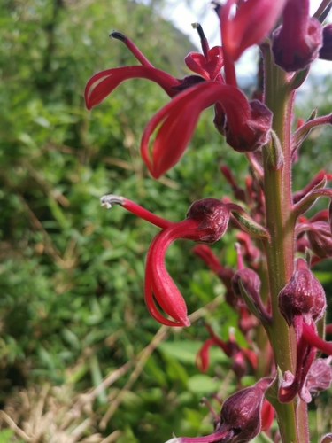 Image of Lobelia tupa by (c) Inao Vasquez, some rights reserved (CC BY)