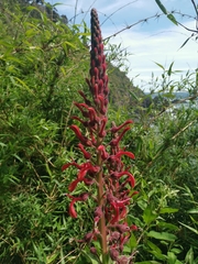 Lobelia tupa