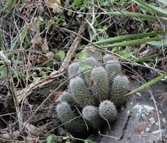 Mammillaria mazatlanensis